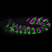 Confocal microscope image of a Drosophila embryo labeled with DSHB antibody 4D9 (magenta). PMID: 37714829, Fig. 3G.